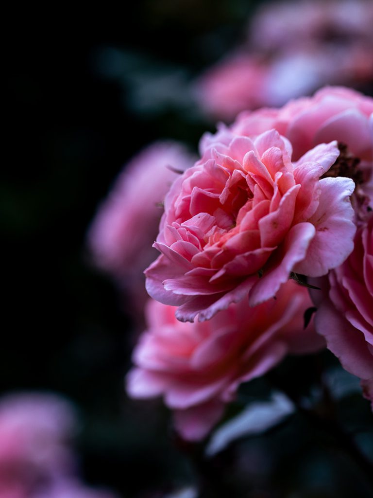 粉红色的玫瑰花朵