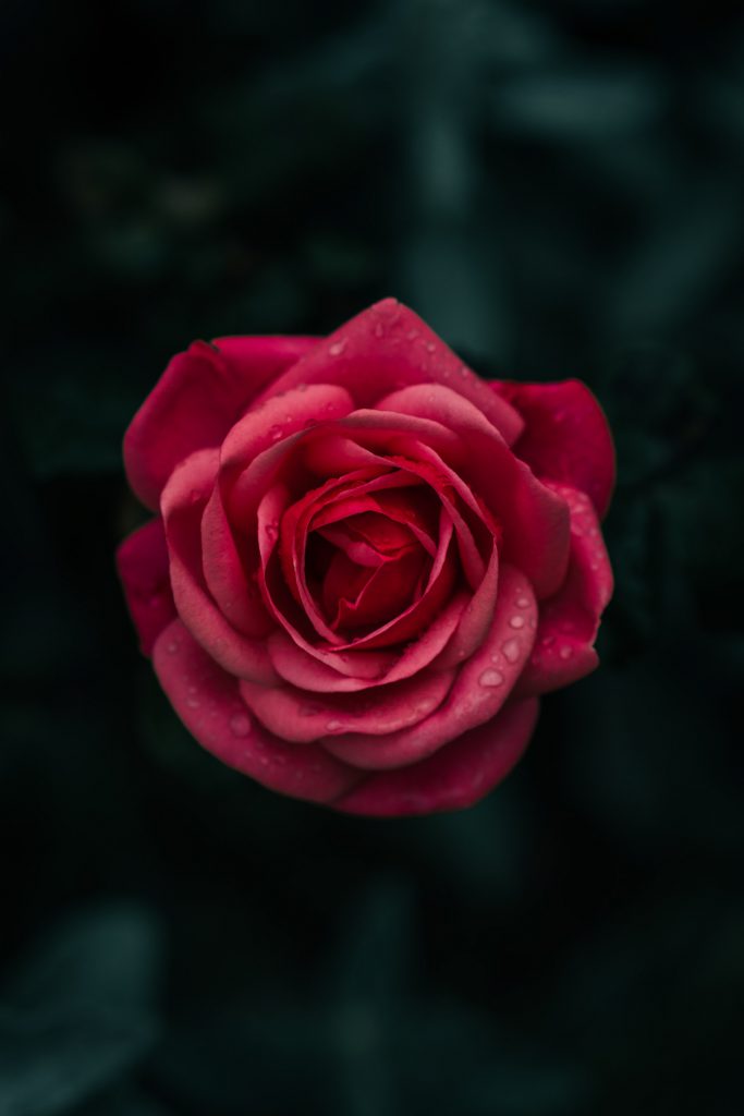 一朵美丽的粉色玫瑰花