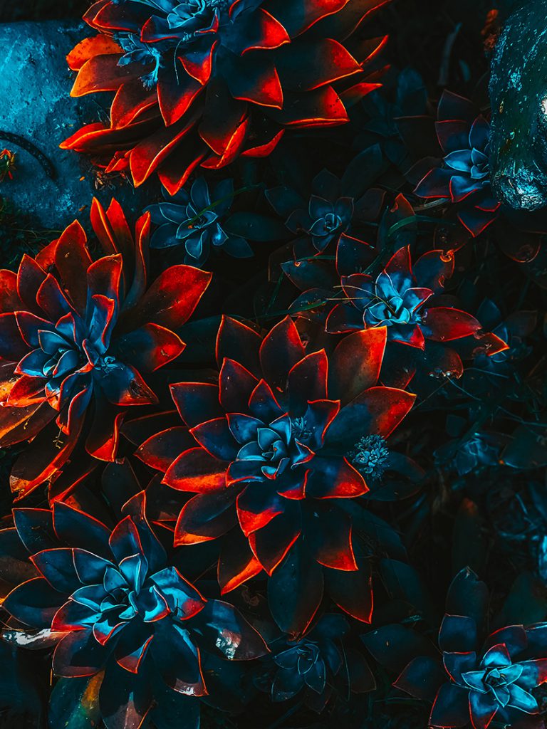 唯美的蓝红色花朵