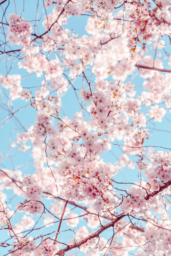 蓝天阳光下盛开的樱花