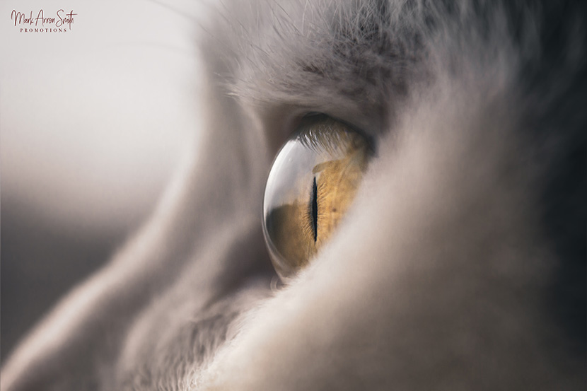 灰色肥猫的黄色眼睛