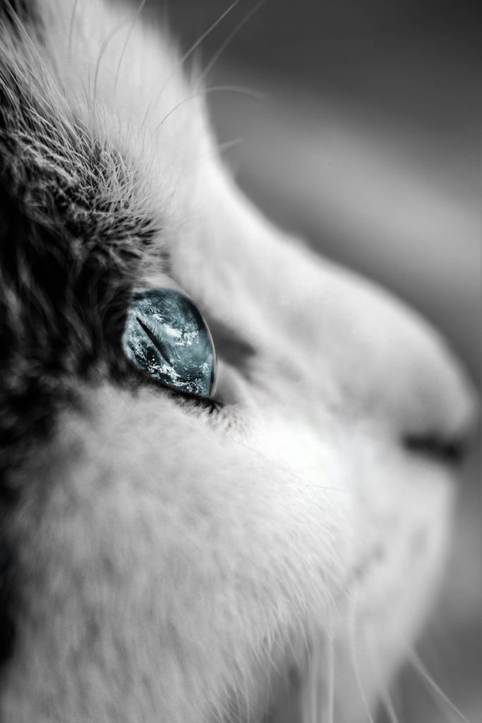 猫咪淡蓝色的眼珠眸子