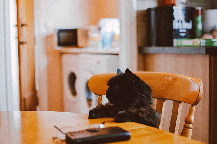 坐在饭桌前等待开饭的小黑猫