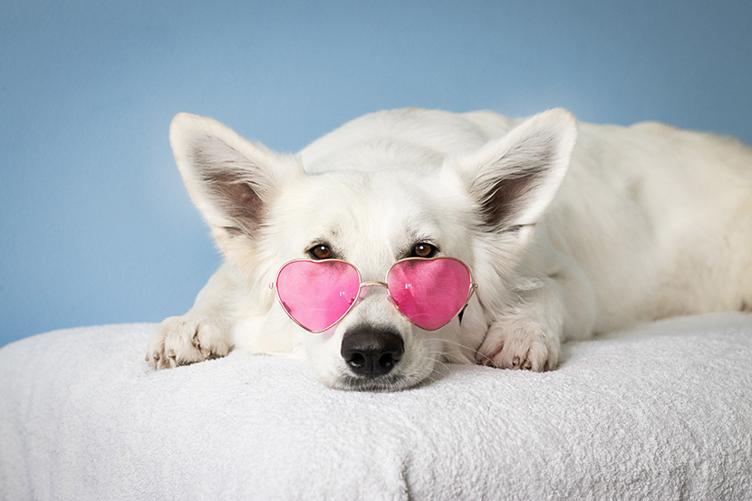 戴粉红色太阳镜的大白狗