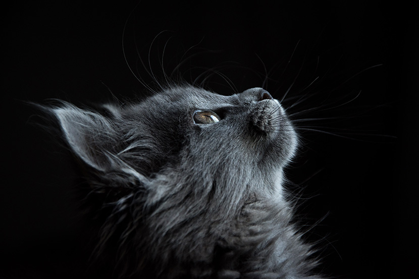 黑夜中的小黑猫