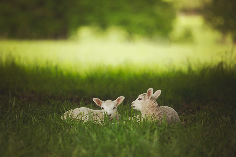 草地上的两只小羊羔