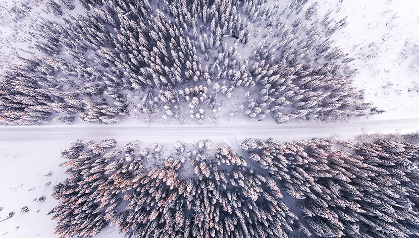 冬季白雪皑皑杉树林的航拍鸟瞰图