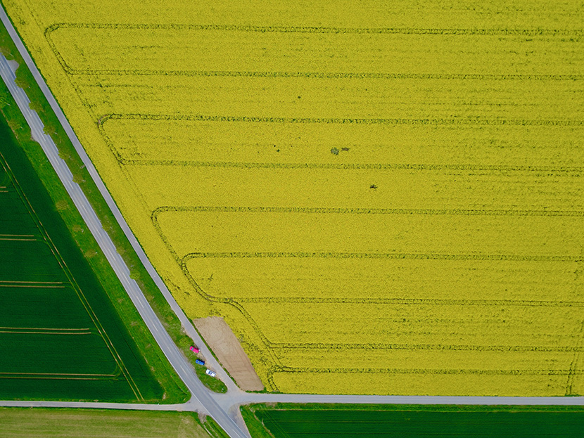 黄色和绿色的农田航拍图