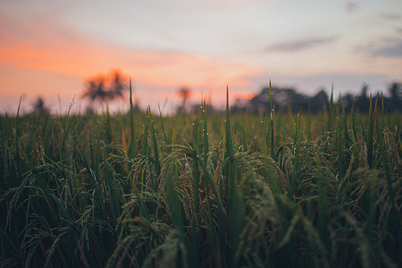 黄昏时分的水稻田