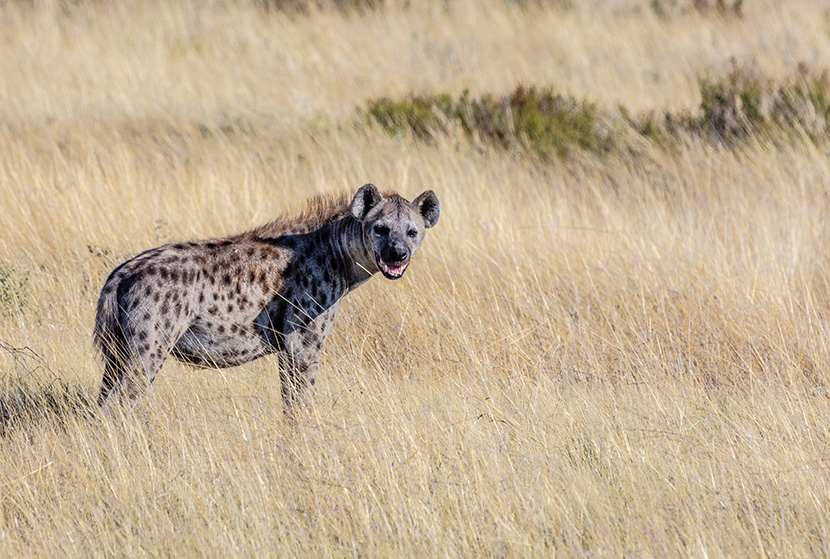 草原上的一只鬣狗土狼