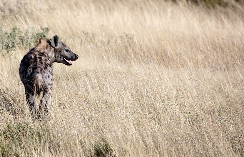 草丛中的一只鬣狗土狼