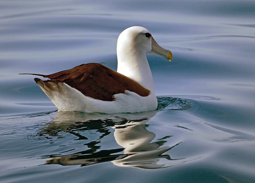 浮在水面上的棕色海鸟海鸥
