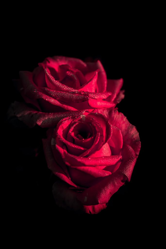 两朵布满露珠的玫瑰