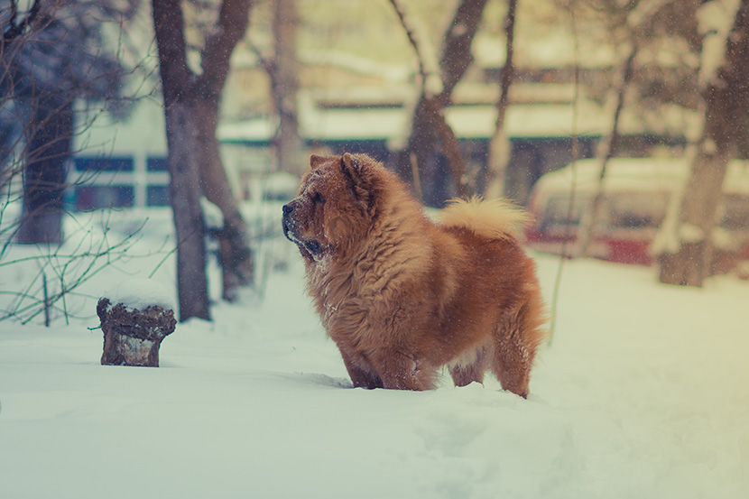 雪地中的松狮犬