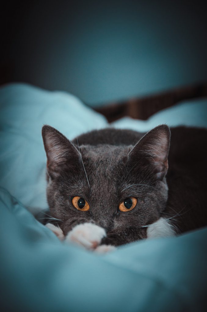外表可爱眼神诡异的小黑猫