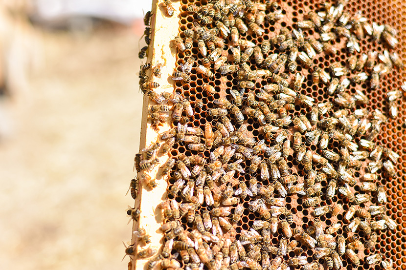 蜂巢上爬满密密麻麻的小蜜蜂
