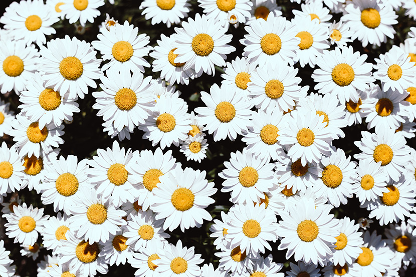 黄白色的小雏菊