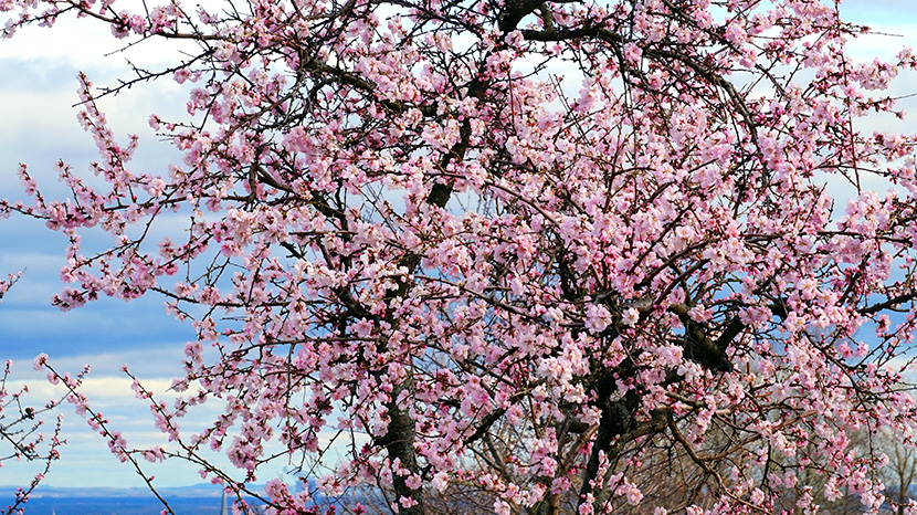 满树的淡粉色花朵