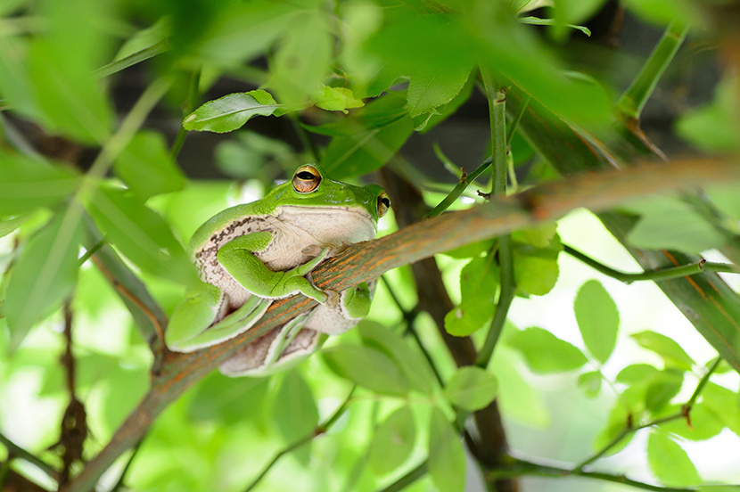 爬在树枝上的小肥青蛙树蛙