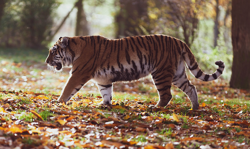 在树林中漫步的胖老虎