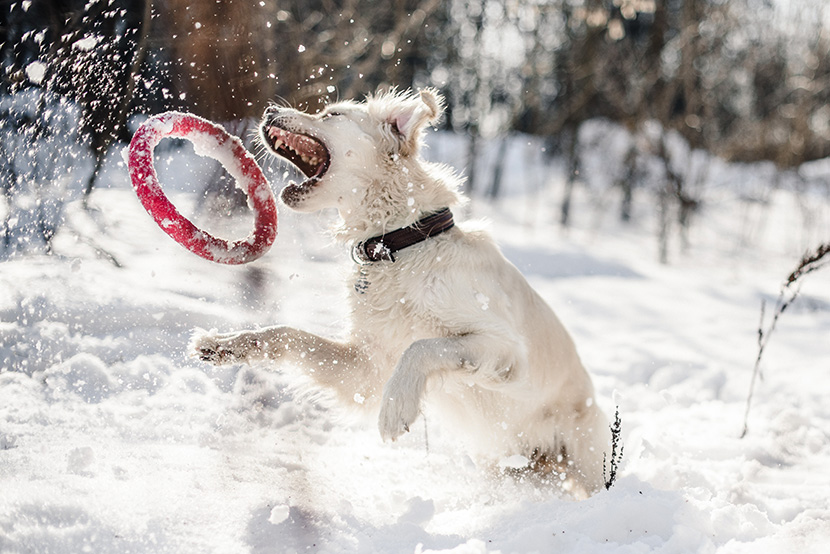 雪地中尽情玩耍的小白狗