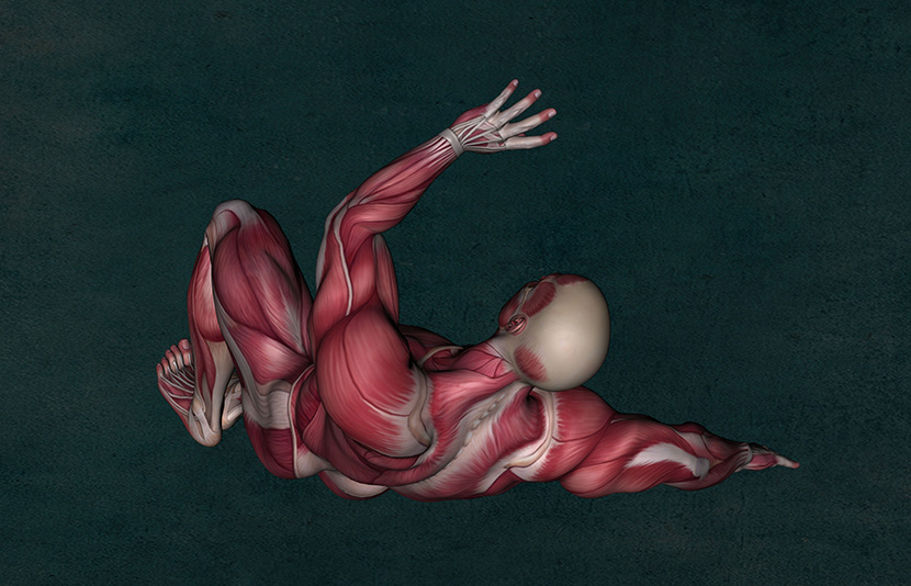 肌肉男的解剖图