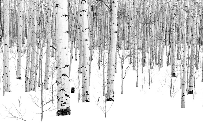 下雪的白桦林