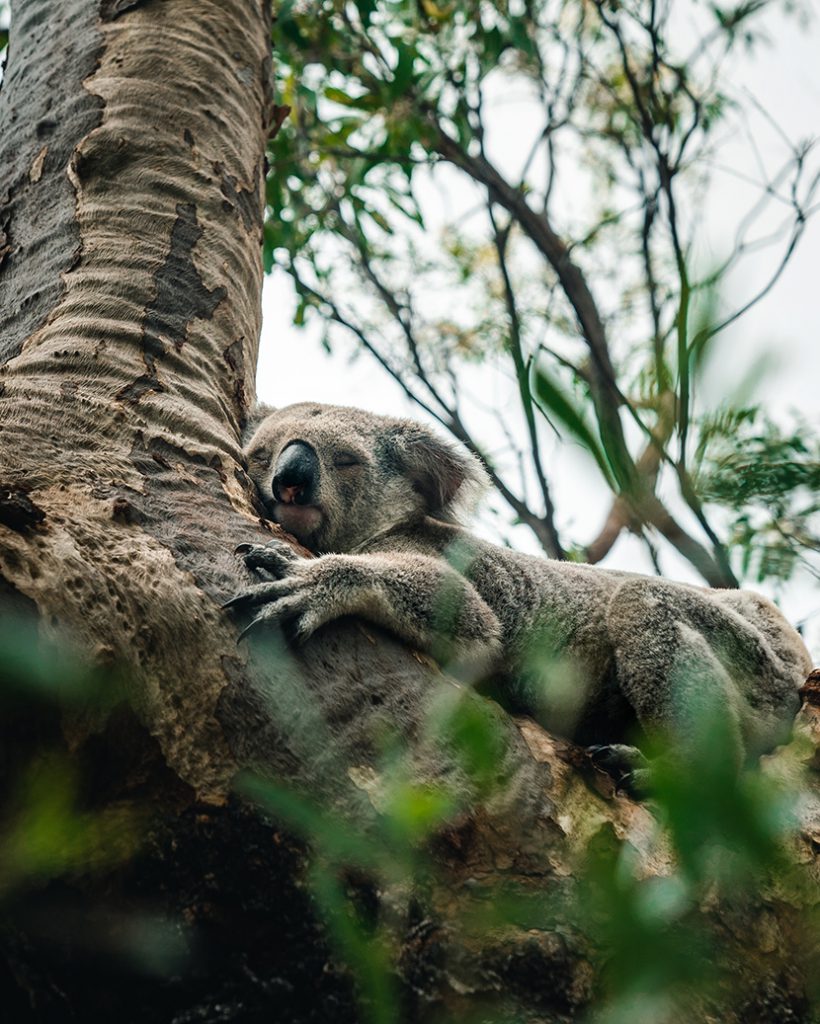 爬在桉树上睡觉的考拉无尾熊