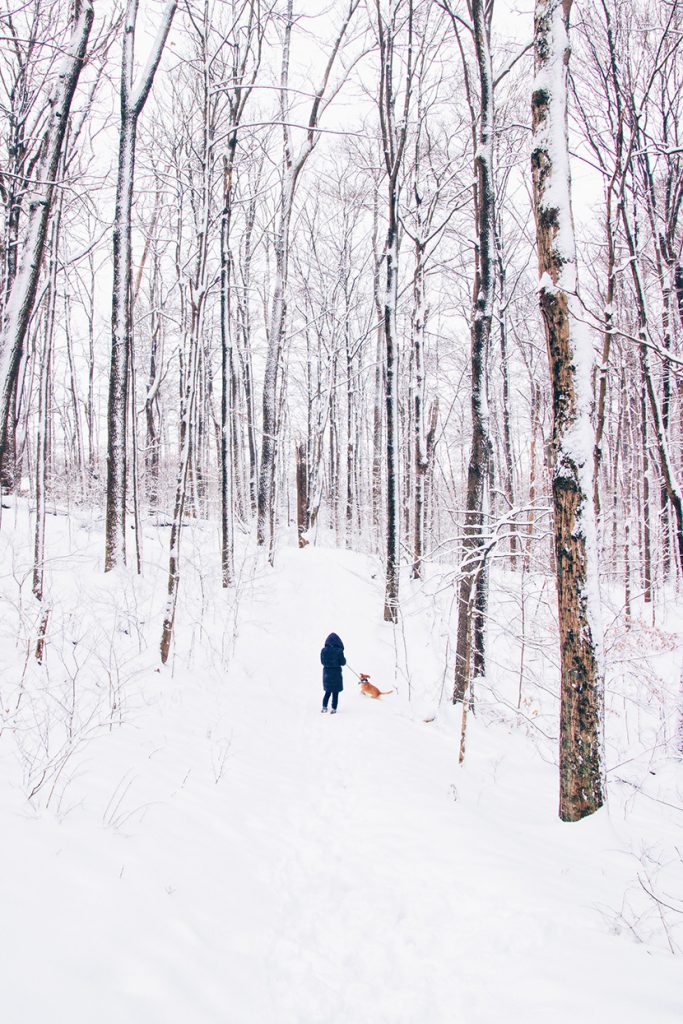 在下过雪的树林中遛狗
