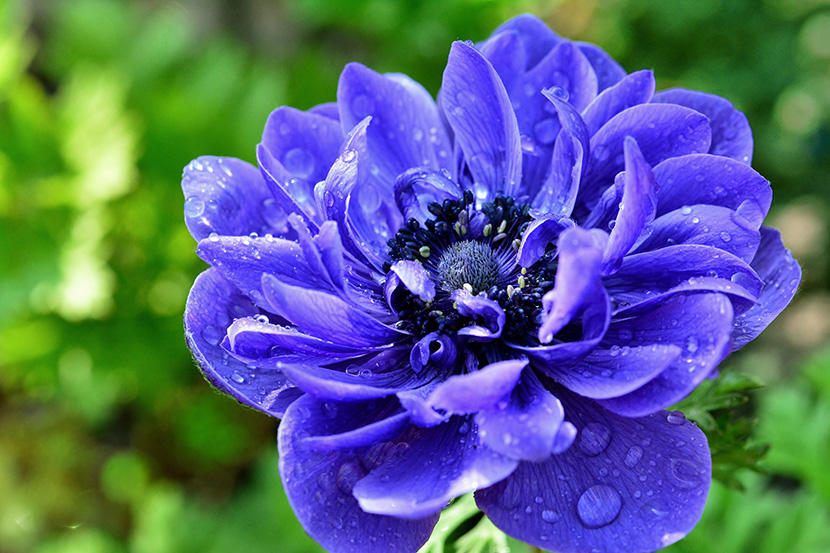 蓝色艳丽的花朵