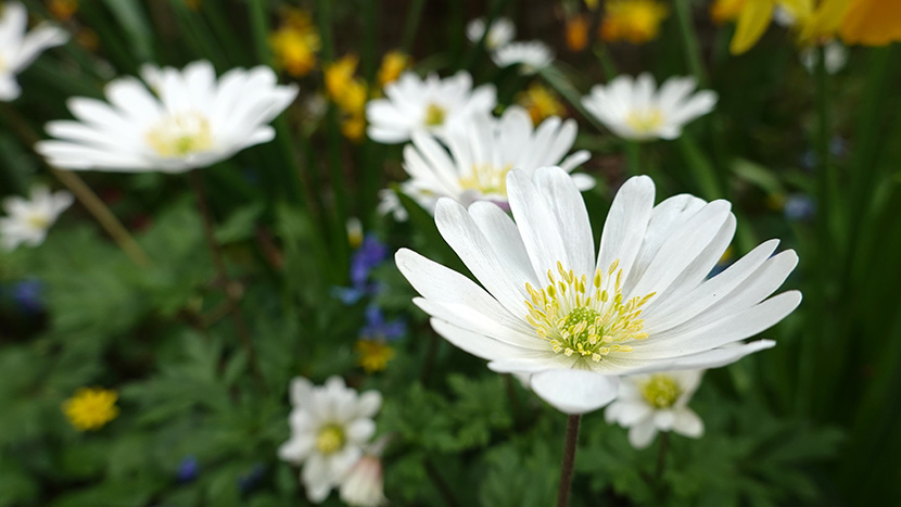 白色小野花
