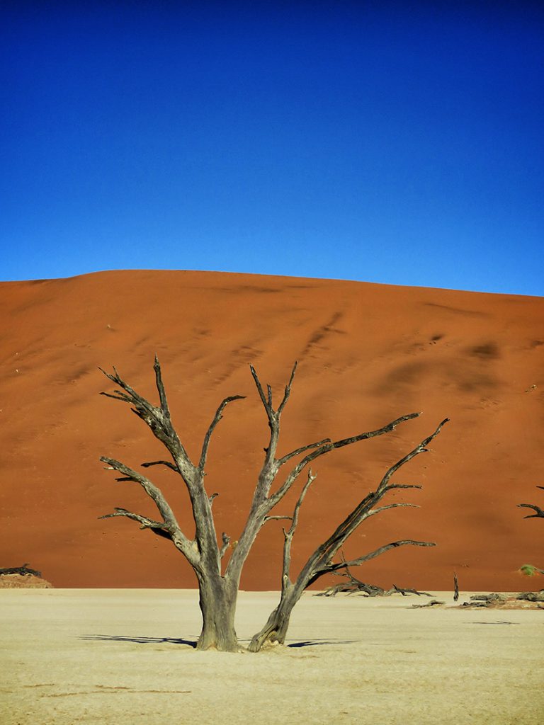篮天沙漠枯树
