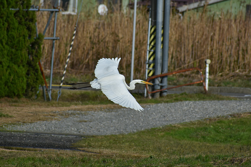 刚刚起飞的白鹳鸟白鹭鸶