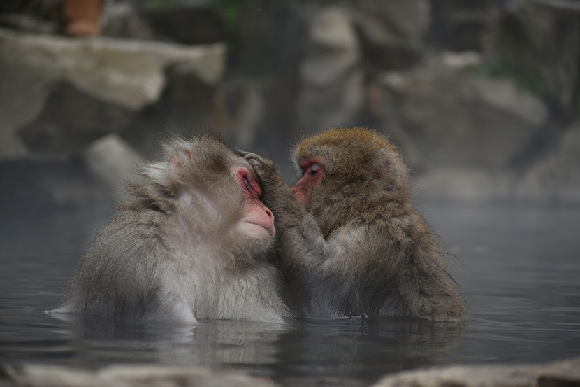 两只泡温泉的猴子在找虱子