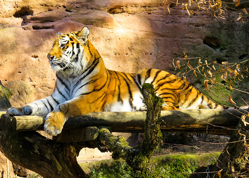 雄壮的大老虎爬在木桩上