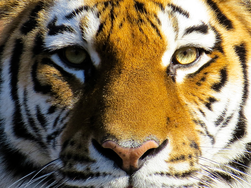 老虎的正面脸照