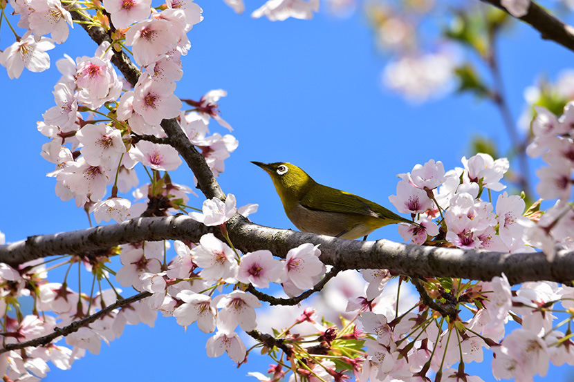 桃花树上的小黄鸟画眉