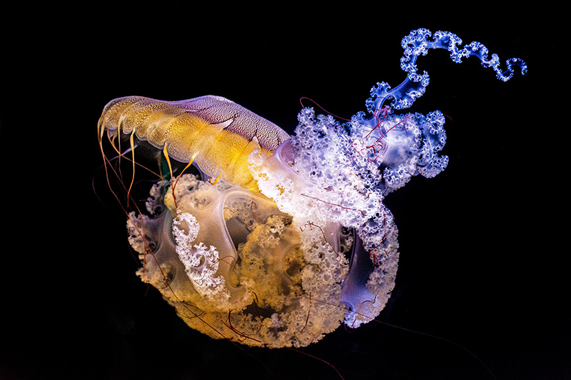 漂亮唯美的深海水母
