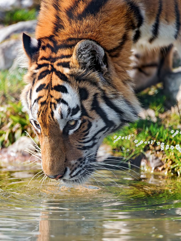 正在喝水的大老虎
