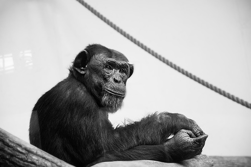 坐着的黑猩猩