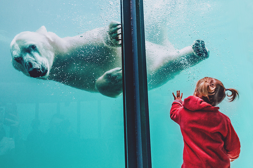 在海洋馆看北极熊的小女孩
