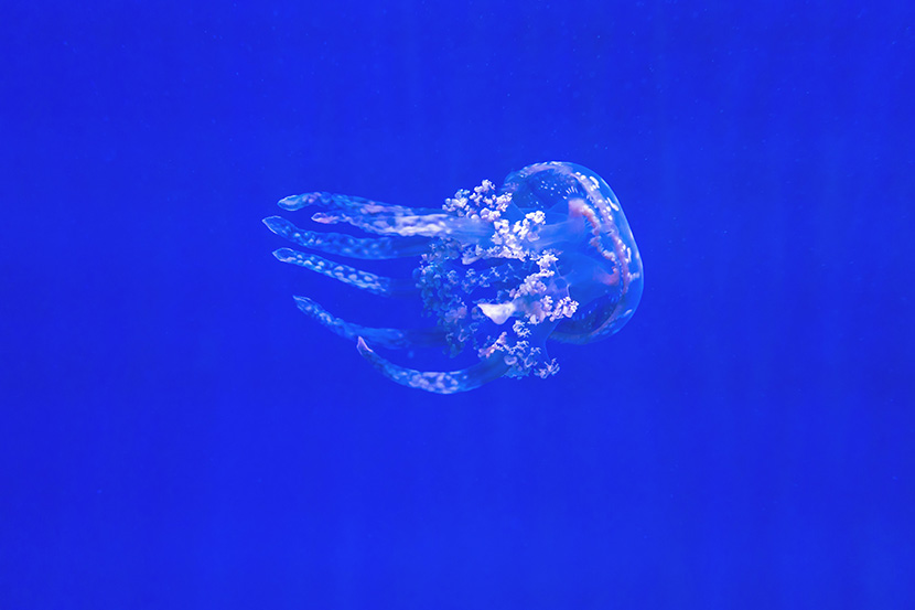 蓝色海洋里漂亮的透明水母