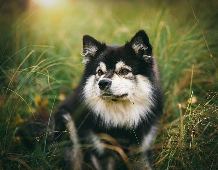 草丛中的阿拉斯加雪橇犬