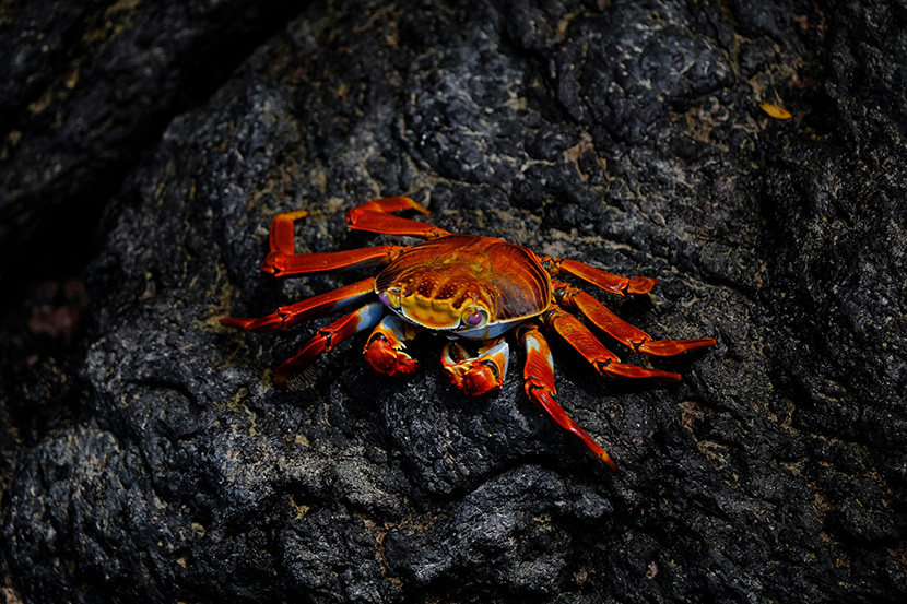 黑色礁石上色彩艳丽的大螃蟹