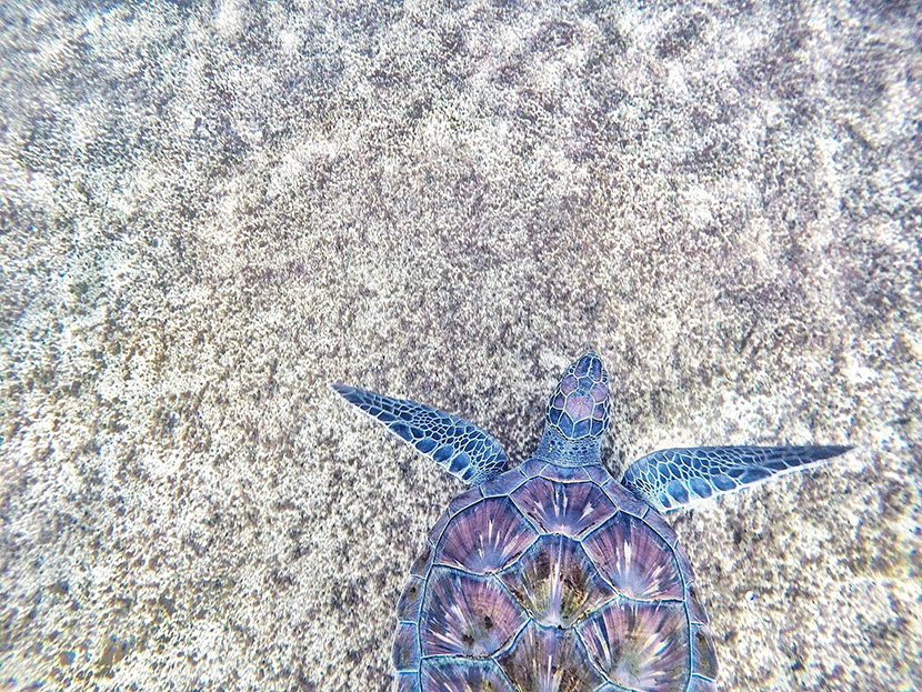 浅水中的蓝色大海龟