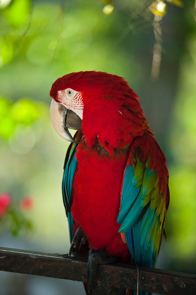 漂亮的红色鹦鹉