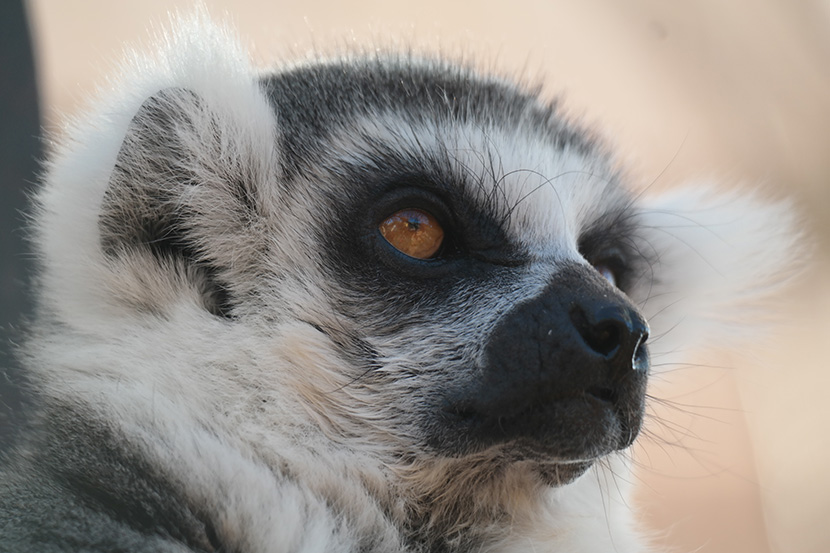 表情冷漠的环尾狐猴（学名：Lemur catta）
