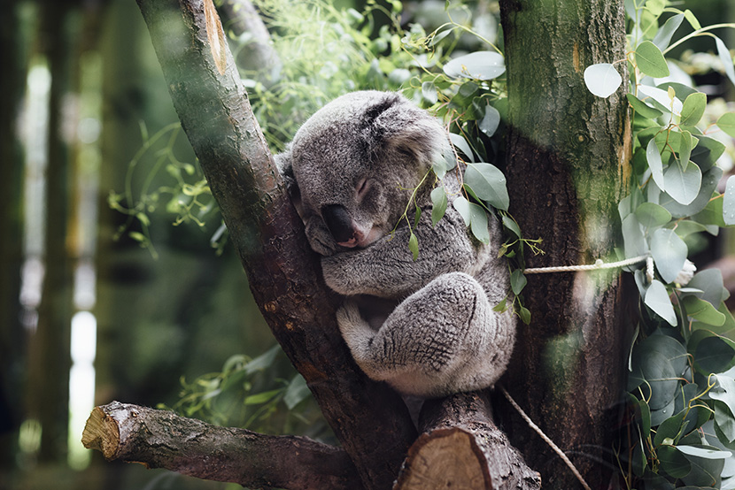 在桉树上睡觉的小考拉树袋熊