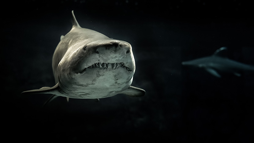 可怕的深海鲨鱼