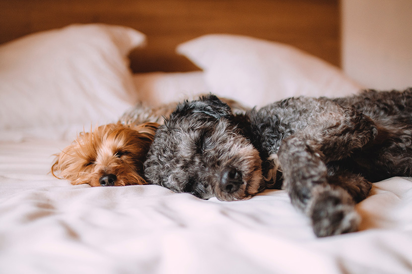 床上正在睡觉的两只小可爱狗狗